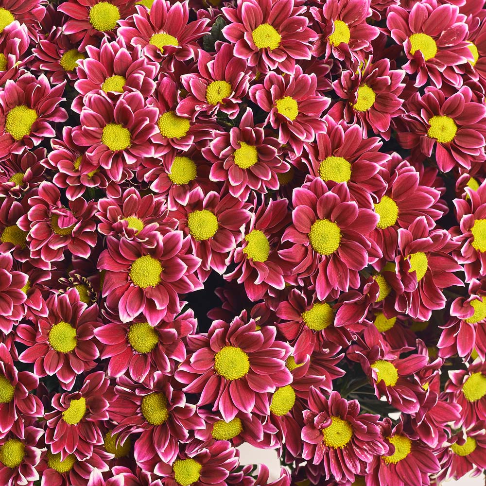 https://florist.buket82.ru/wp-content/uploads/2025/03/flower-gallery-9-2-min.jpg