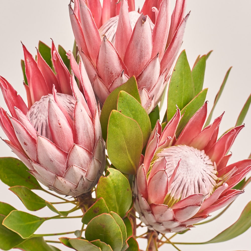 https://florist.buket82.ru/wp-content/uploads/2025/03/flower-gallery-four-2-min.jpg