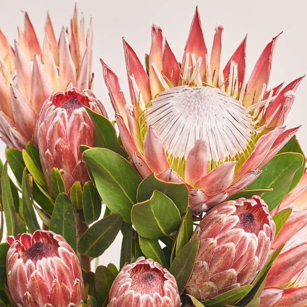 https://florist.buket82.ru/wp-content/uploads/2025/03/flower-gallery-four-3-min.jpg