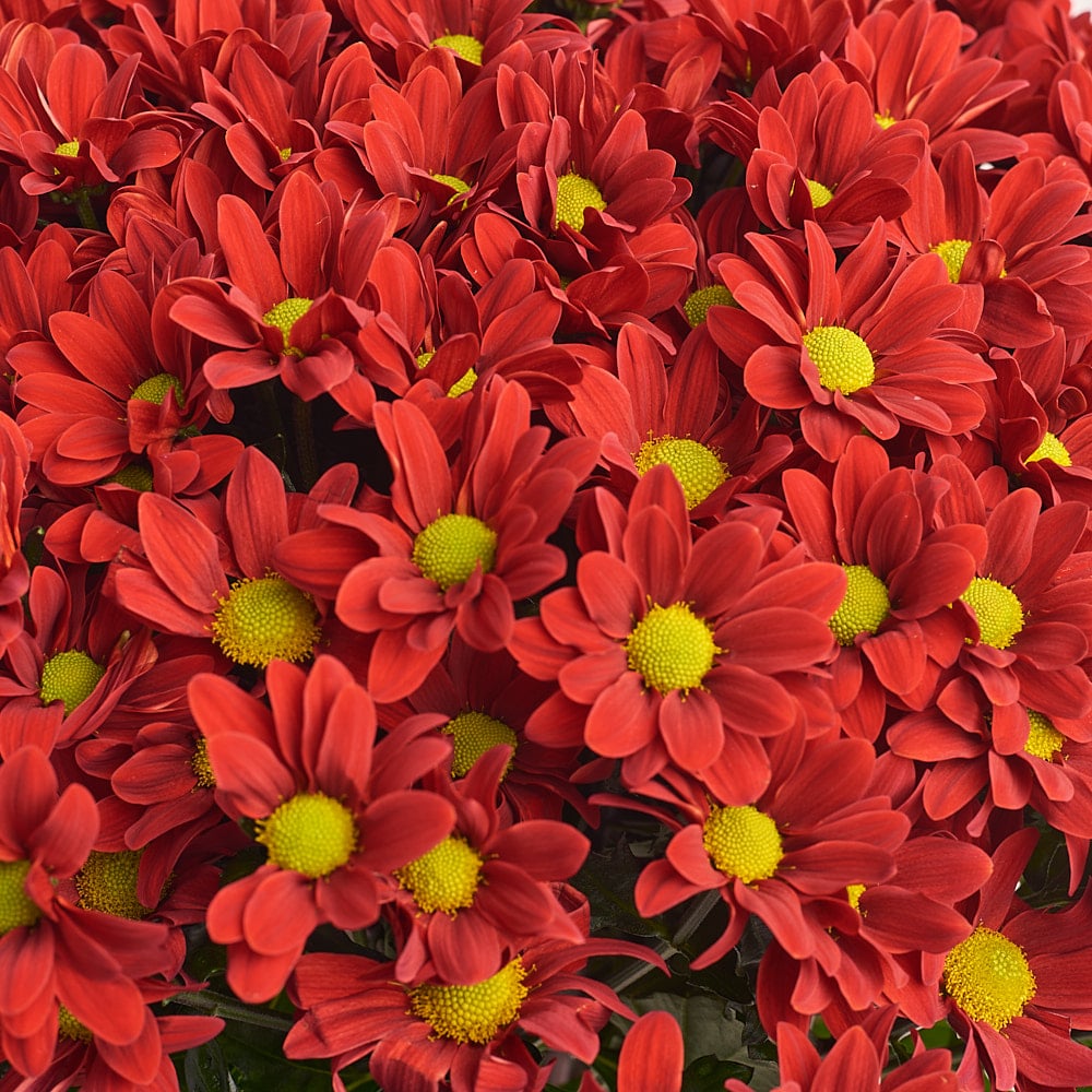 https://florist.buket82.ru/wp-content/uploads/2025/03/gallery-flover-one-3-min.jpg